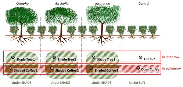昆明植物所在咖啡農林復合種植研究中取得新進展